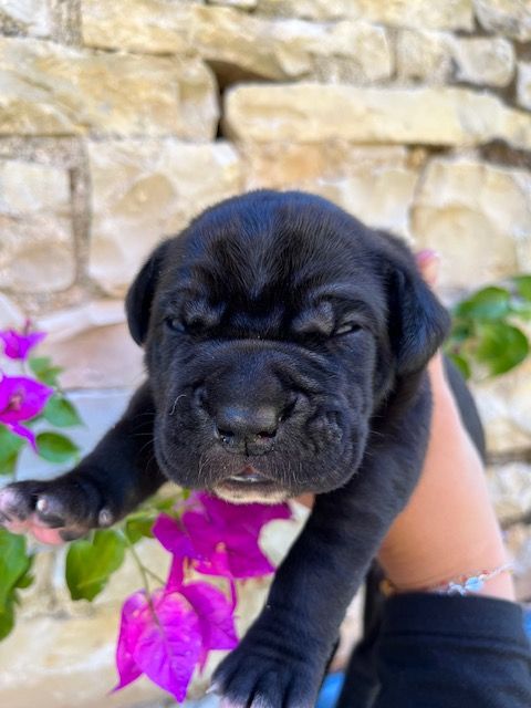 des Gardiens des Murailles - Chiots Disponible à la Réservation!!