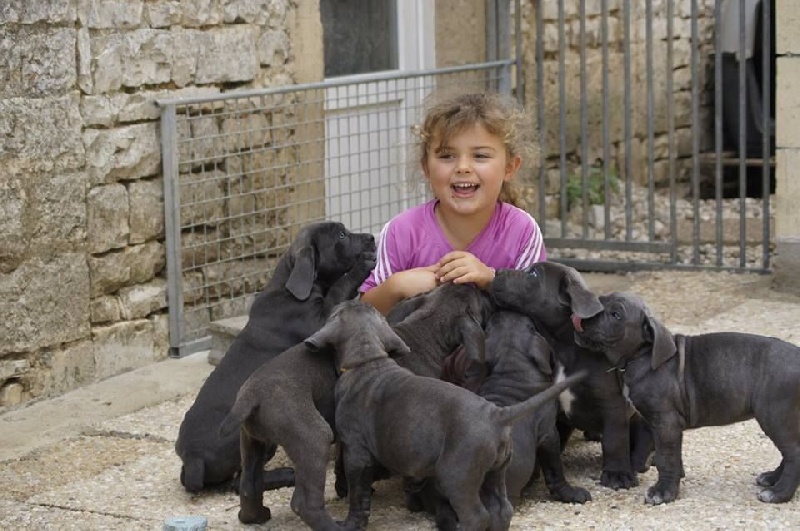 des Gardiens des Murailles - Cane Corso - Portée née le 10/06/2015