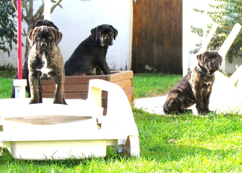 des Gardiens des Murailles - Cane Corso - Portée née le 02/10/2011
