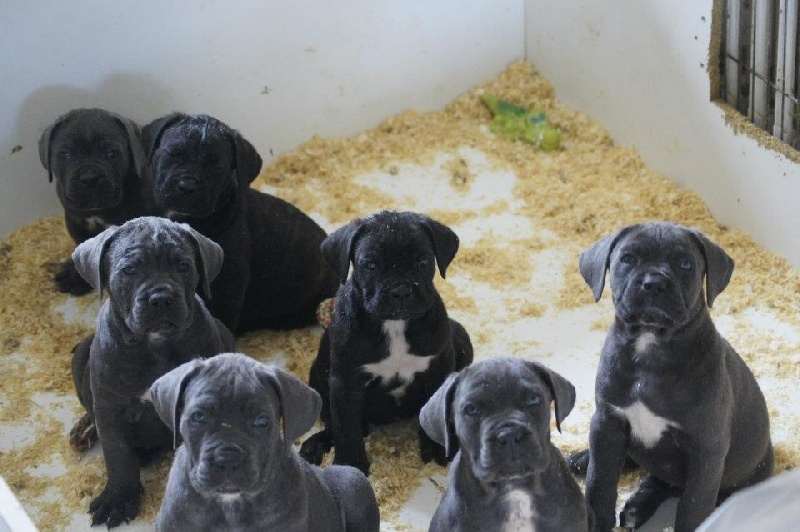des Gardiens des Murailles - Cane Corso - Portée née le 22/05/2012