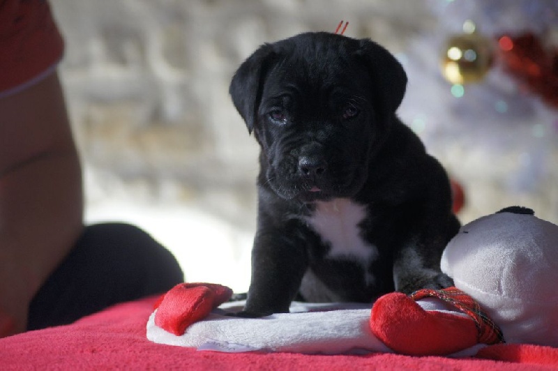 des Gardiens des Murailles - Cane Corso - Portée née le 22/11/2015