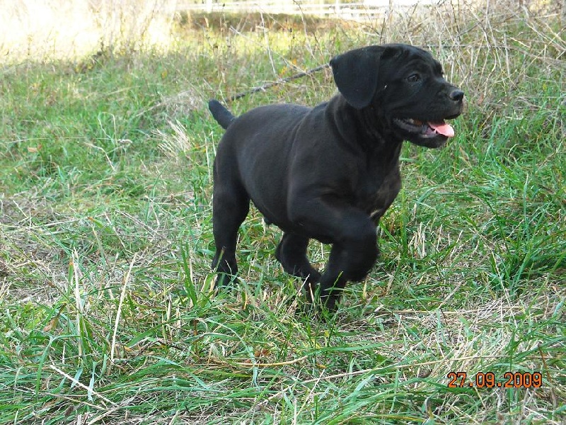 des Gardiens des Murailles - Cane Corso - Portée née le 28/07/2009