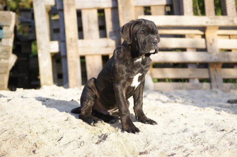des Gardiens des Murailles - Cane Corso - Portée née le 16/12/2010