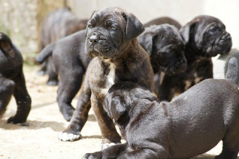 des Gardiens des Murailles - Cane Corso - Portée née le 01/04/2013