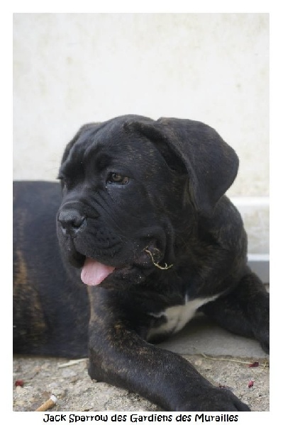 Chiot Cane Corso des Gardiens des Murailles