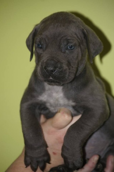 des Gardiens des Murailles - Cane Corso - Portée née le 14/10/2016