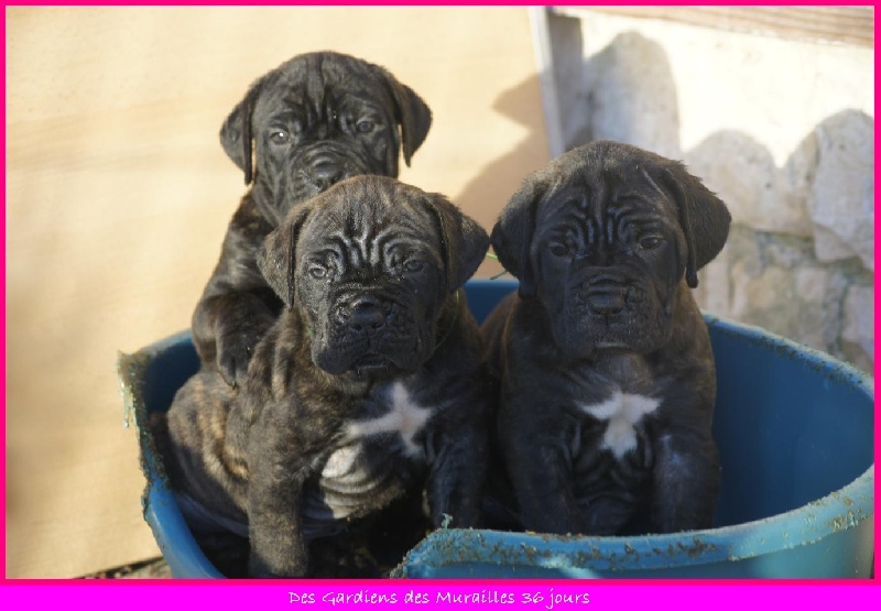 des Gardiens des Murailles - Cane Corso - Portée née le 08/02/2012