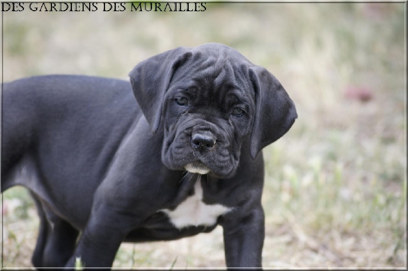 des Gardiens des Murailles - Cane Corso - Portée née le 29/04/2011