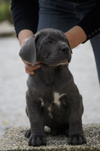 Chiot Cane Corso des Gardiens des Murailles