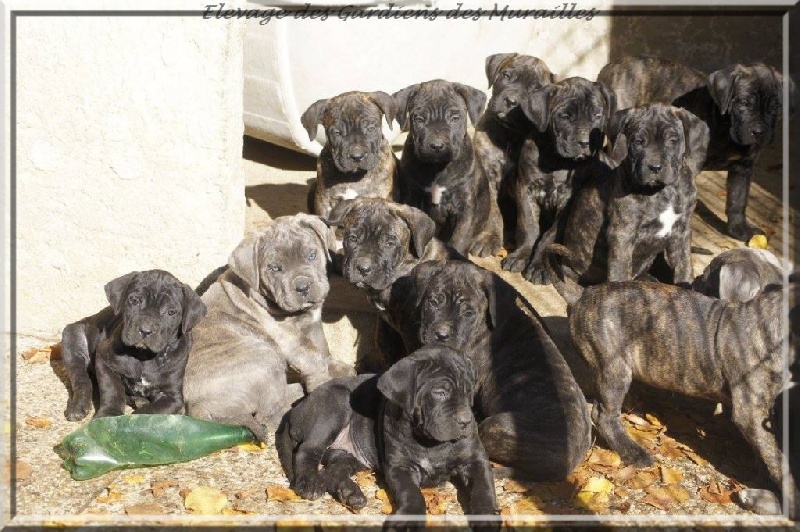 des Gardiens des Murailles - Cane Corso - Portée née le 06/09/2016