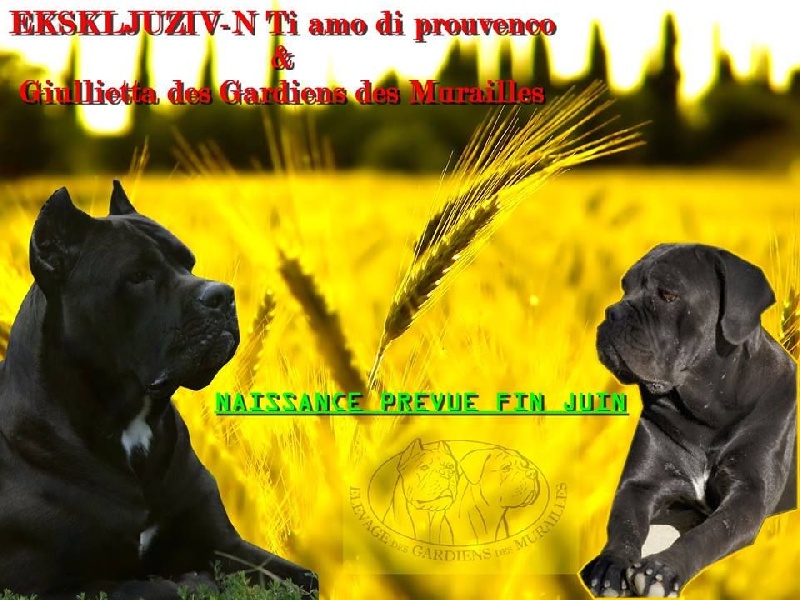 des Gardiens des Murailles - Cane Corso - Portée née le 26/06/2014