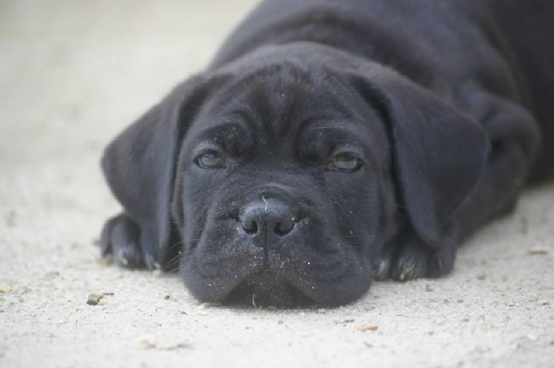 des Gardiens des Murailles - Cane Corso - Portée née le 28/08/2013