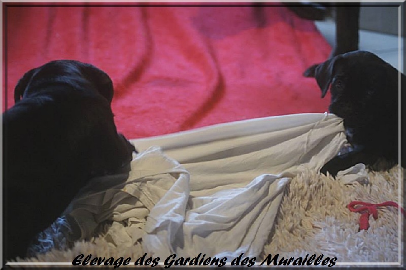 des Gardiens des Murailles - Cane Corso - Portée née le 23/08/2013